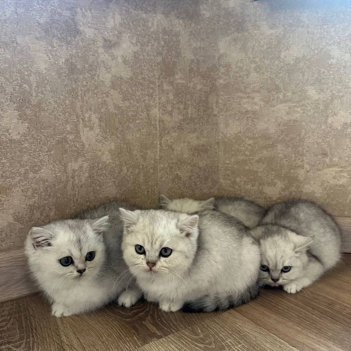 Цена снижена! Шотландские котята, 4 месяца — мальчик и девочка