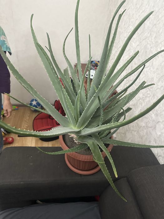 Алоэ Многолетное большое