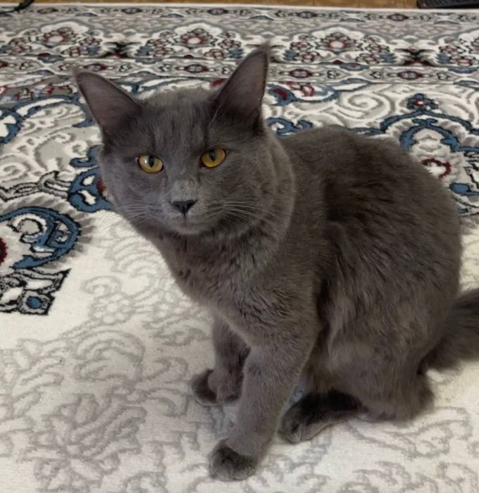 дадим кота бесплатно