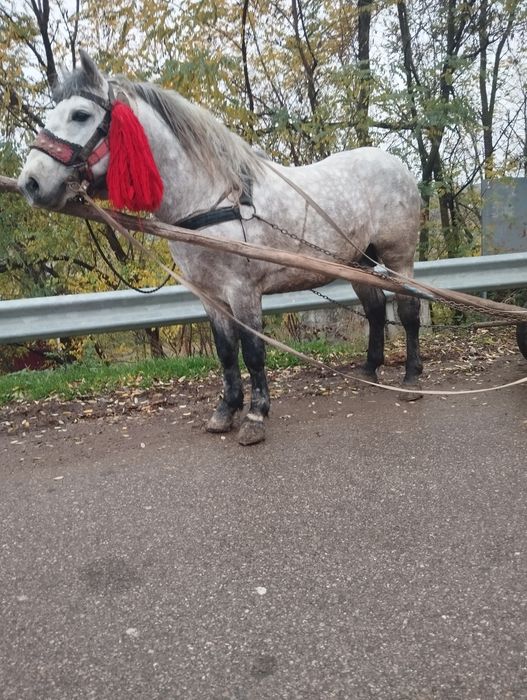 Armăsar de vânzare are 6 ani