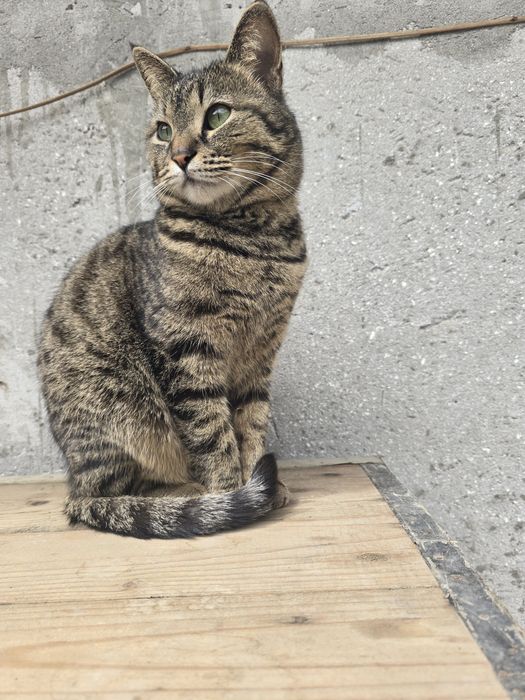 Отдам очень умную ласковую кошку в добрые руки