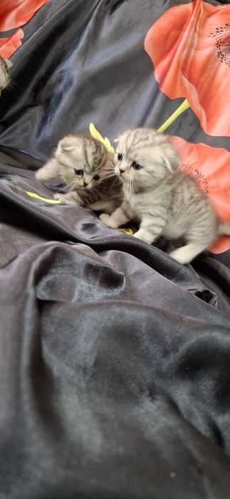 Шикарные вислоухие котята