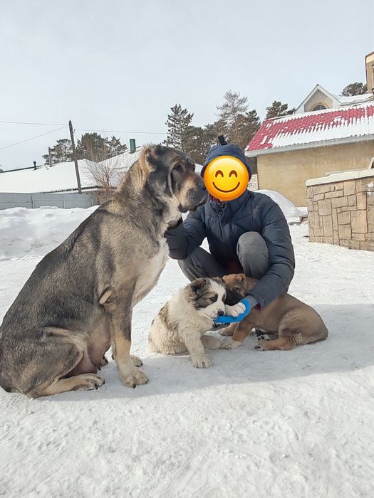 Щенок алабая крупный