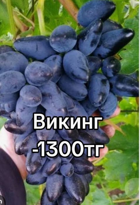 Элиталық жүзімдер ,21 түрлі сорт