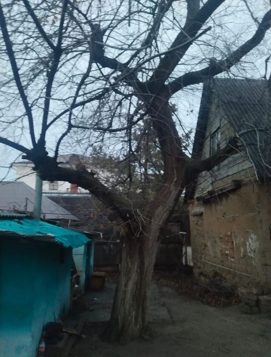 Отдам дерево на распил – дрова, топка, шашлык