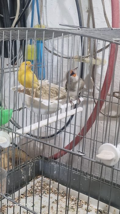 Продаются сюда головы футбол больше двух лет