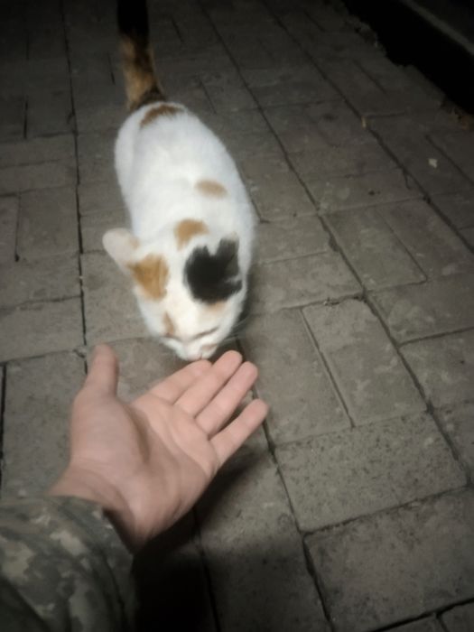 Отдам в хорошие руки