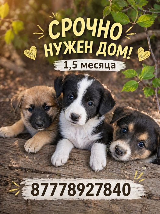 Щенкам срочнр нкжен дом.