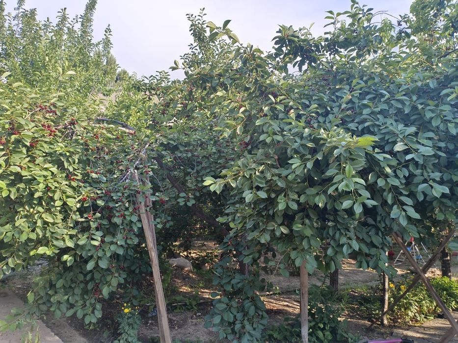 Продаю дом и участок