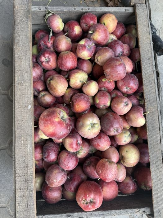 Продам яблоки на сок