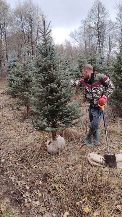 Brazi Mesteacăn Tei Arțar Plante Ornamentale