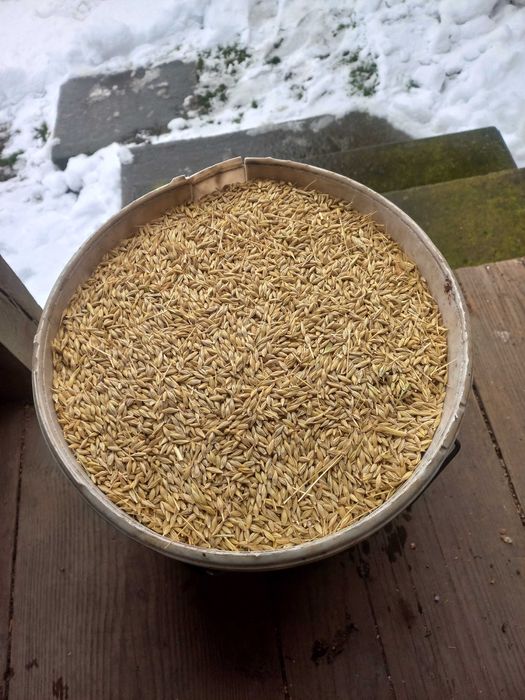 Orz de toamna calitate f. buna