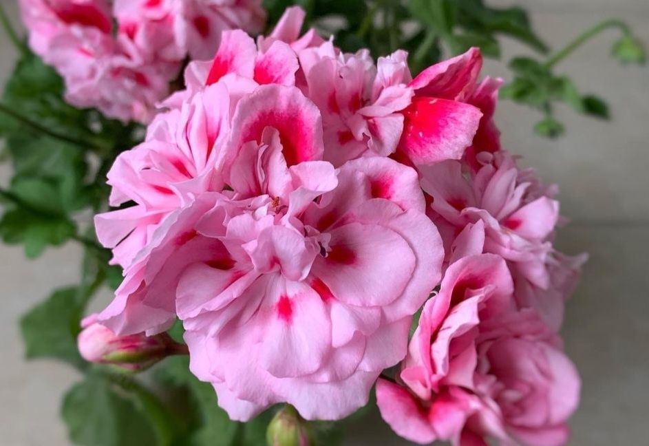 Пеларгонии большая коллекция. В городе Абай.