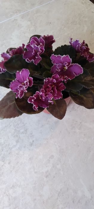 Шикарная фиалка ..