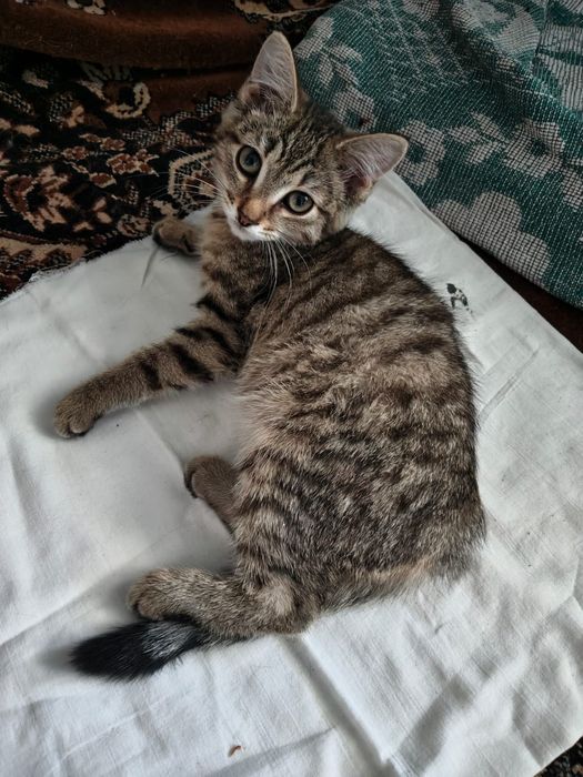 Котенок. 3 месяца