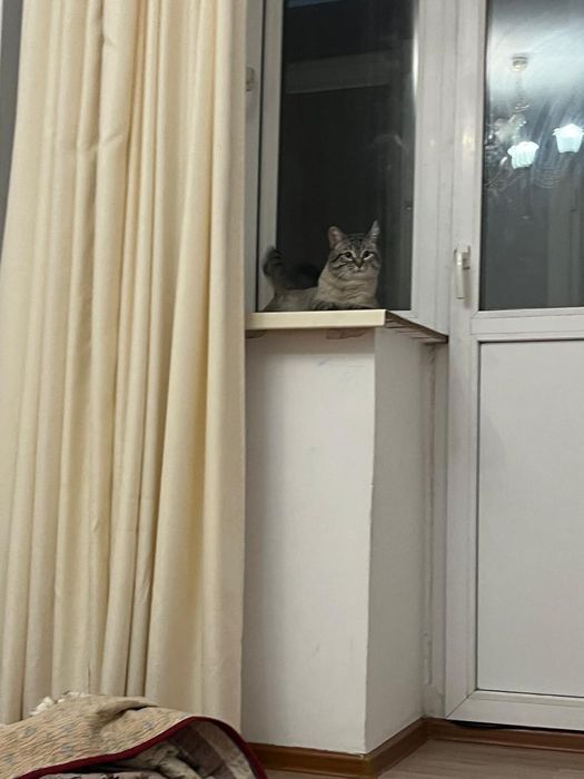 Кошка лепард кошка