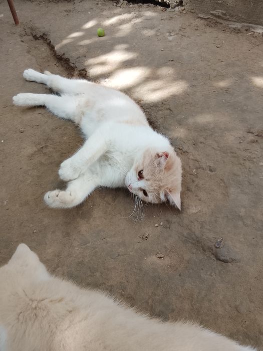 Mushuk bolasi onasi bilan beriladi hadyga