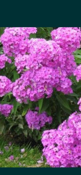 Продам многолетние цветы