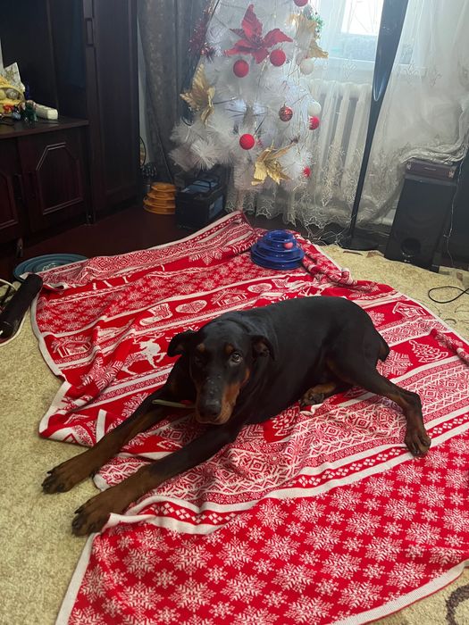 Кобель доберман в хорошие руки