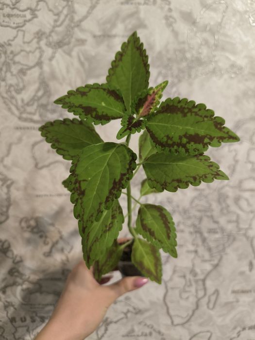 Комнатные растения цветы Колеус