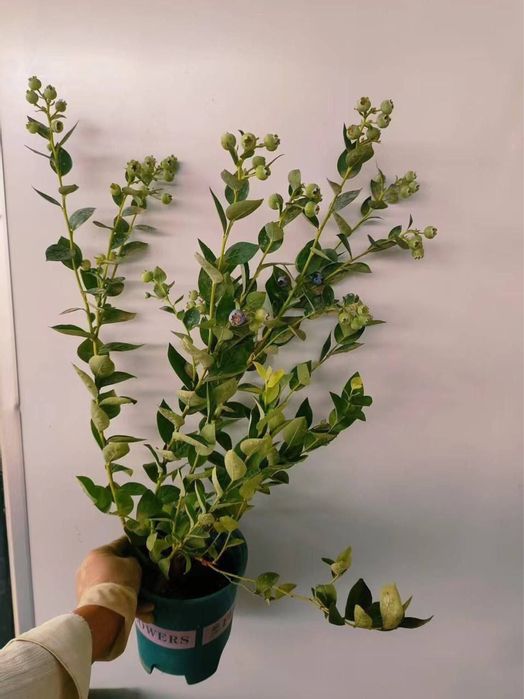 Голубика в Узбекистане