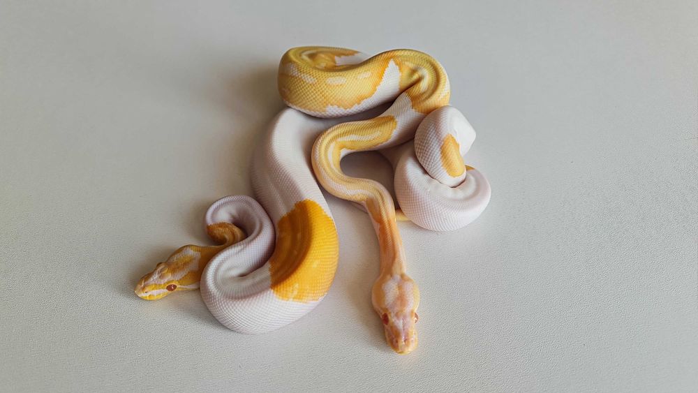 Королевские питоны,малыши