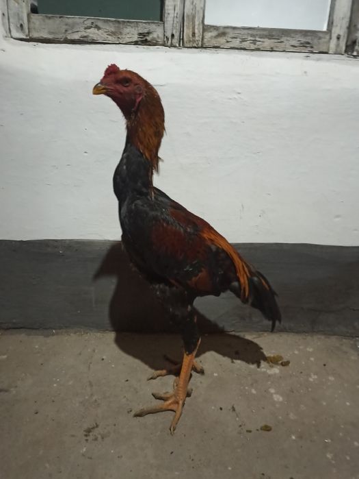 20-aprelda chiqqan joʻjalar sotiladi hali qichqirmagan