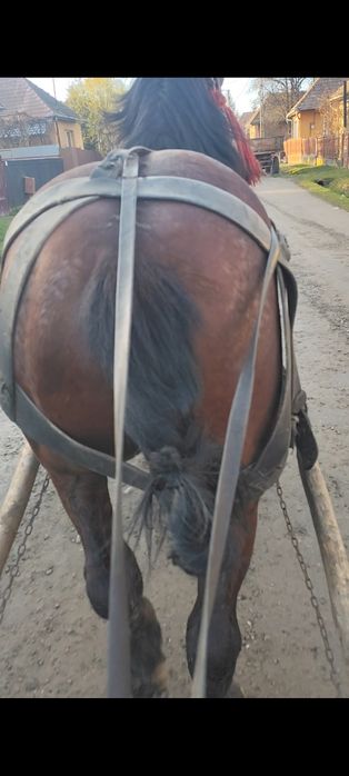 Vând sau schimb armăsar de șase ani e cuminte e blând trage bine