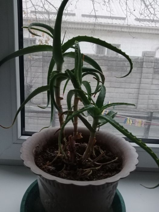 Алоэ сатылады,емдік,бөлмелік