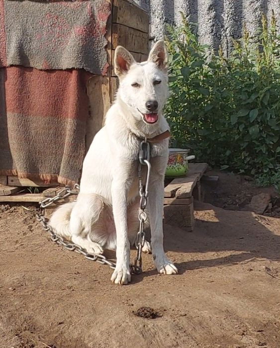 Шикарный, молодой кобель в добрые руки!