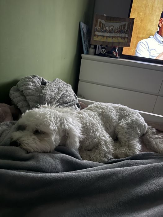 Потерялась собака