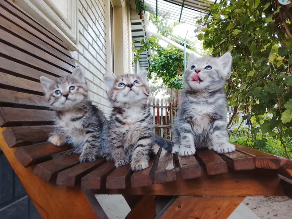 Отдам котят в добрые руки