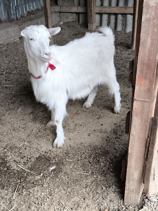 Корей эротика киносы