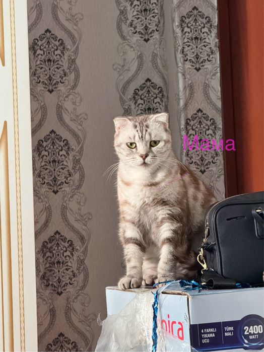 Продаю котят,  шотландцы. Остались две девочки!