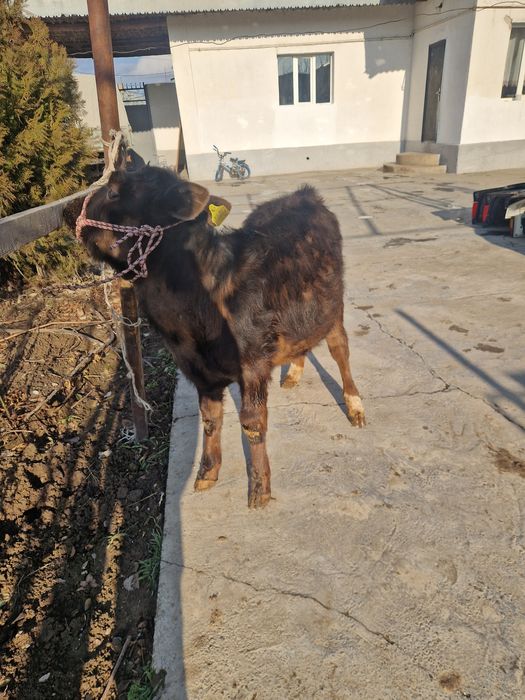 Ұрғашы бузау сатылады