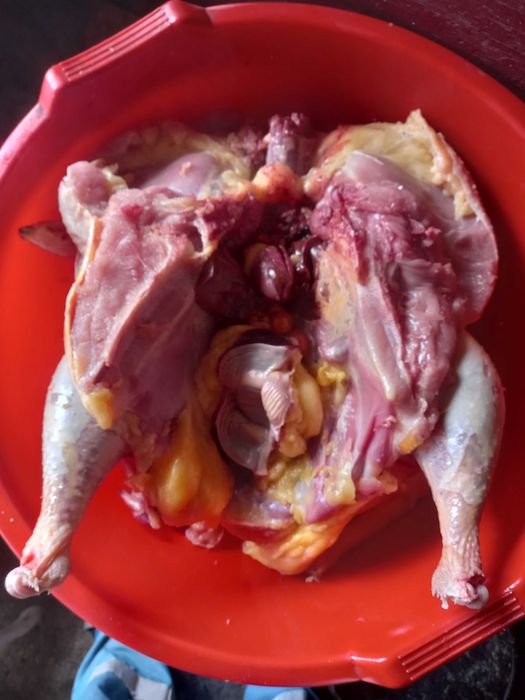 Curci si curcan crescuti in gradina