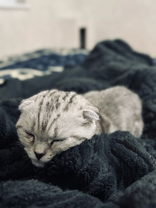 Продам кошку шотланский вислоухий