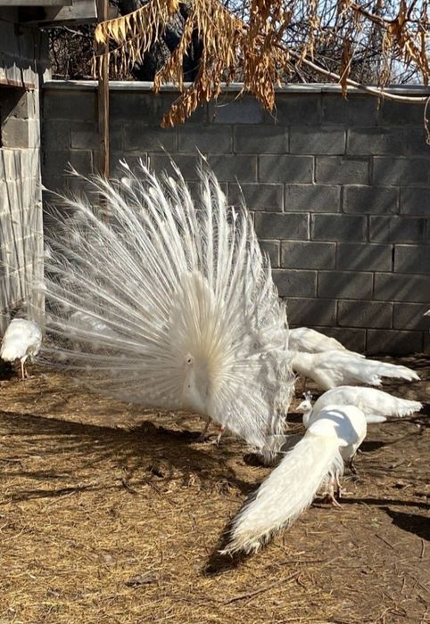 Белый павлин семейка