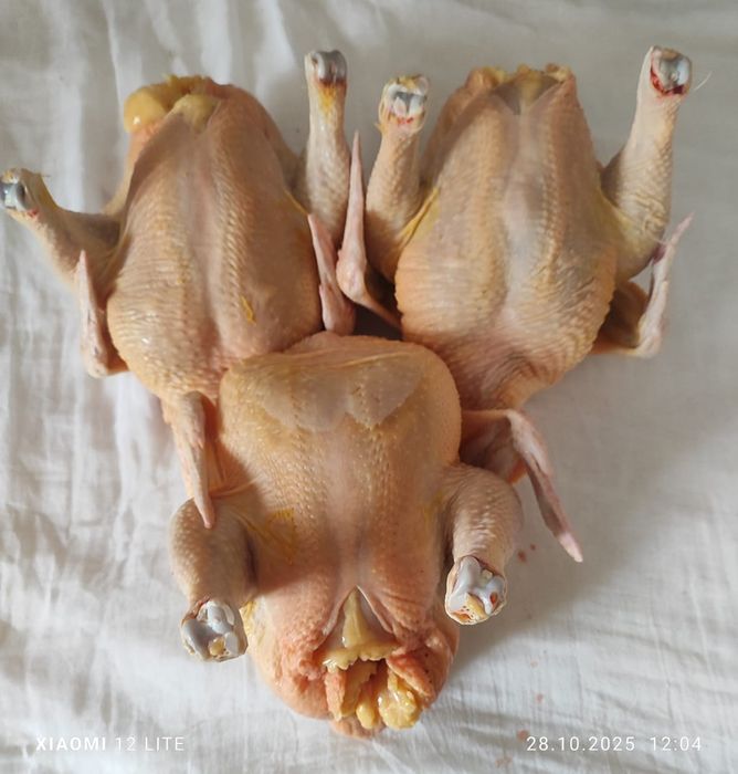 Домашние курицы бролеры