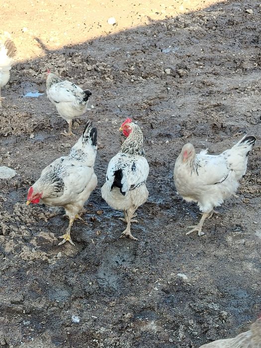 Продам курей адлеровских