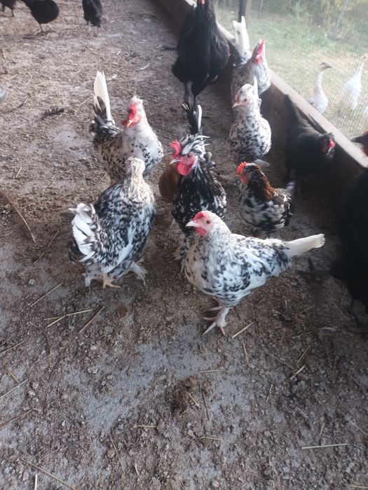 Cocosi pitici superbi sau perechi de vanzare