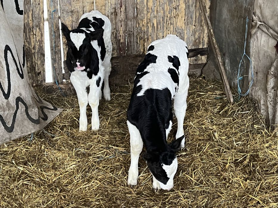 6 vitei de rasa 2 femele si 4 taurasii