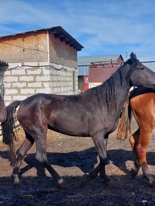 Продам кобыл 3,4 года.оптом