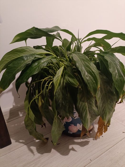 Женское счастье (спатифиллум)