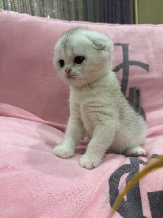 Шотланский Скоттиш Фолд! Шиншилла !