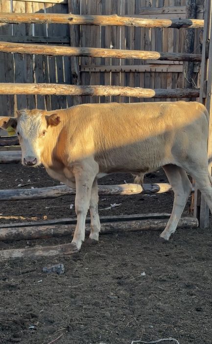 Продам 6телят бычков
