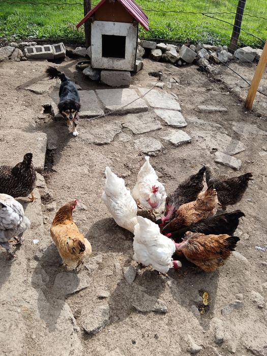 Oua Bio de găină albe și verzi