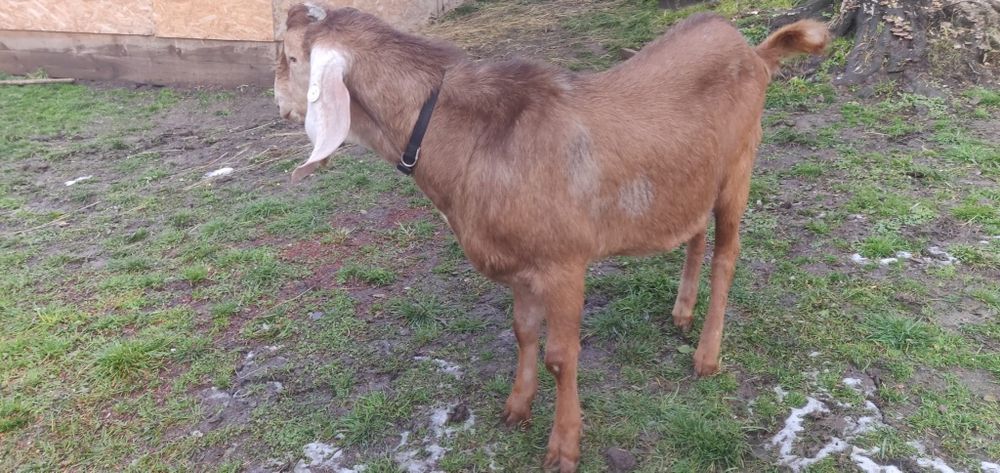 Capre saanen,anglonubian,metiss,iezi