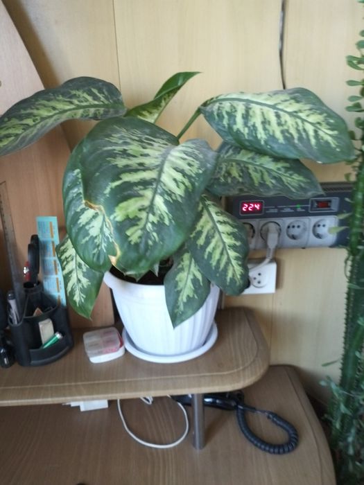 Комнатные цветы для дома и офиса