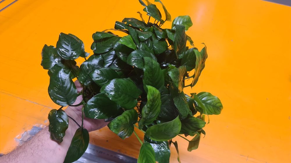 Plante acvariu - Anubias